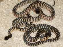 07 BHP  hatchlings