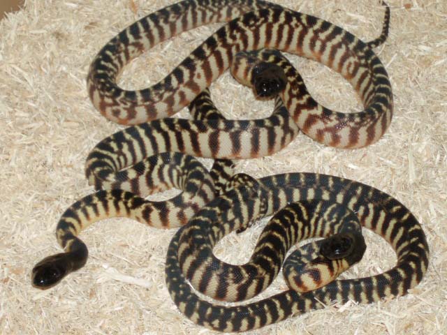 07 BHP  hatchlings