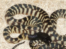 07 BHP  hatchlings