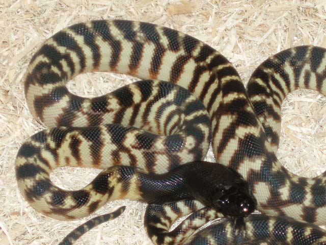 07 BHP  hatchlings