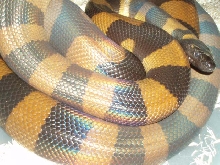 male ringed