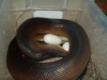 White Lipped laying 2