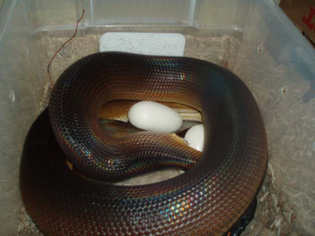 White Lipped laying 2