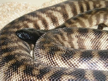 Female BHP