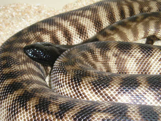 Female BHP