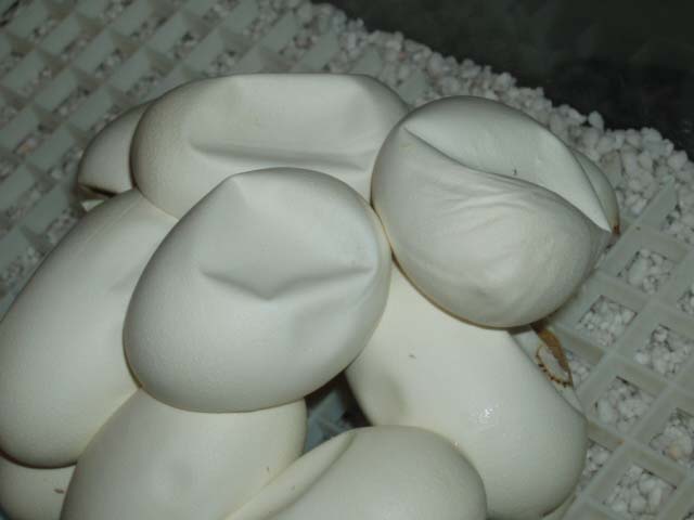White Lip eggs 48 days