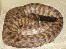 Red Female BHP