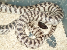 Male Western BHP