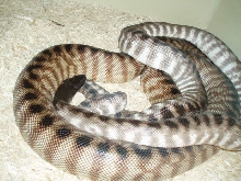 Axanthic male showing interest!