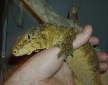 Female Leachianus