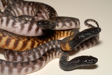 Axanthic BHP and sibling