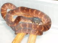 Boelens