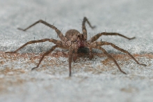 Front View of Unknow Spider
