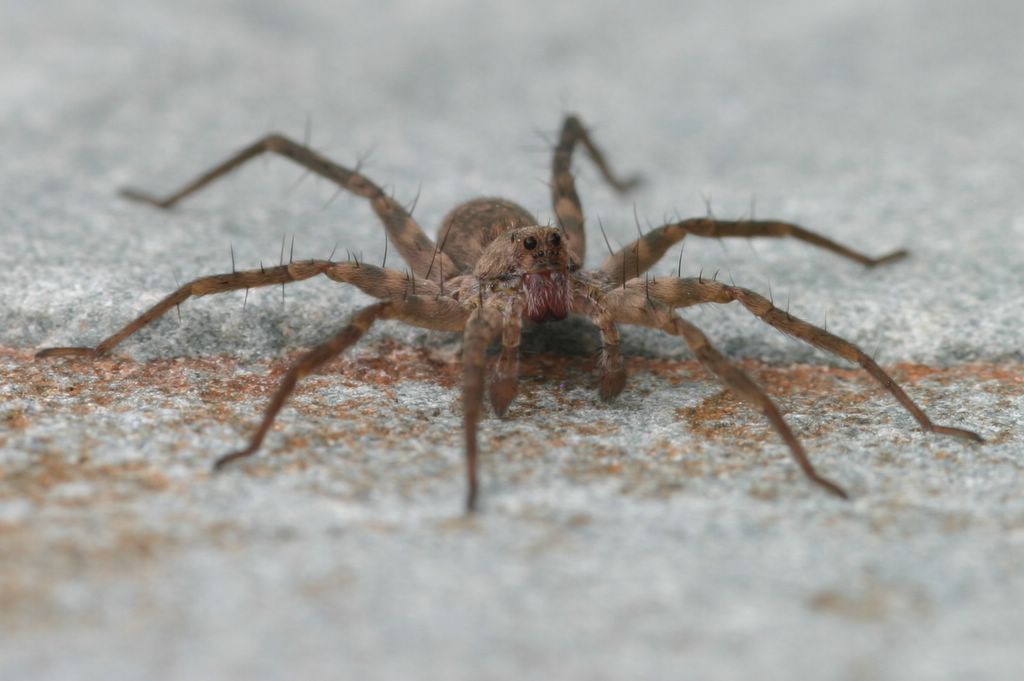 Front View