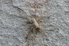Top View of Unknow Spider