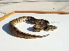 Pretty little snake