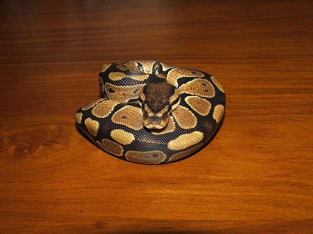 Havin' a ball