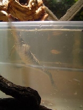 Nitro swimming