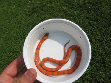 Tricolor Extreme Hypo? pic1