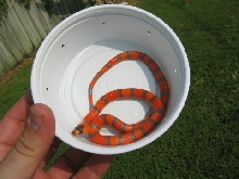 Tricolor Extreme Hypo? pic2