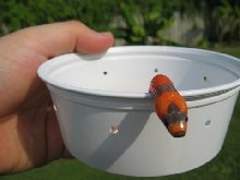 Tricolor Extreme Hypo? pic 3