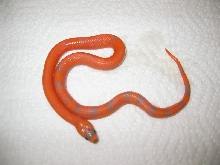 Extreme Hypo? Pic 1