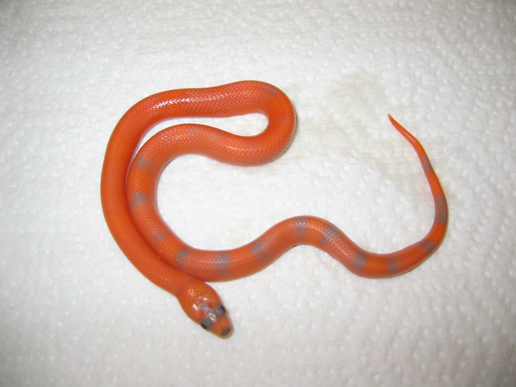 Extreme Hypo? Pic 1