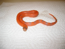 Extreme Hypo? Pic 2