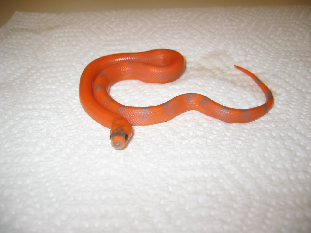 Extreme Hypo? Pic 2