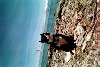 My pit Emma at Pyramid Lake