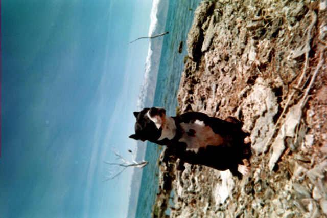 My pit Emma at Pyramid Lake