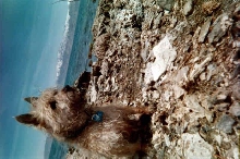 My Cairn Terrier at Pyramid Lake