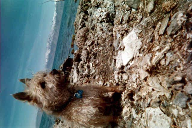 My Cairn Terrier at Pyramid Lake