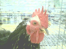 My First Place Cock Geeky Pete