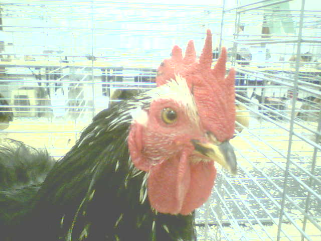 My First Place Cock Geeky Pete