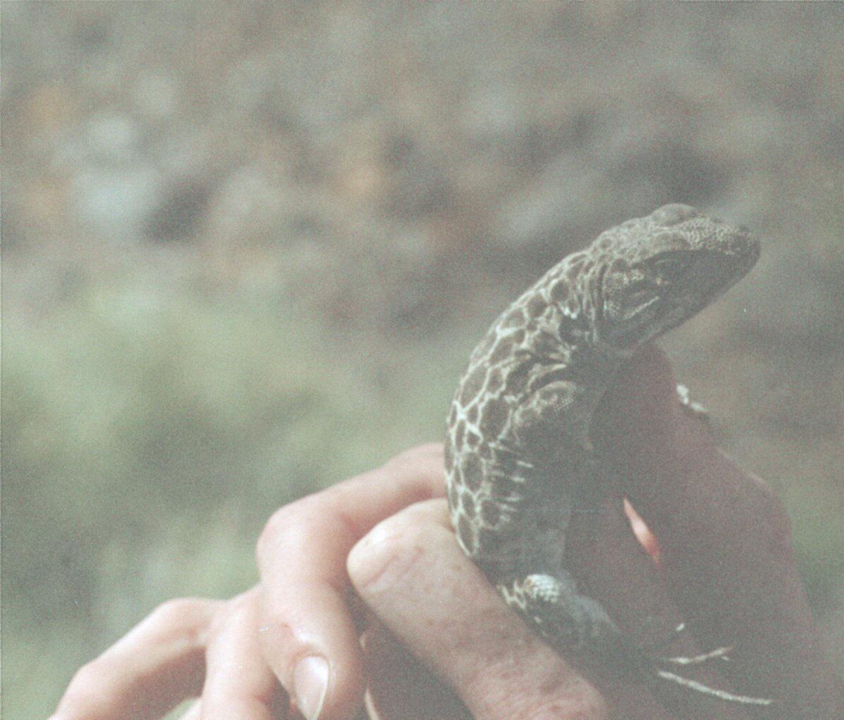 Leopard Lizard and I at Pyramid Lake Rez