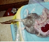 Rat necropsy
