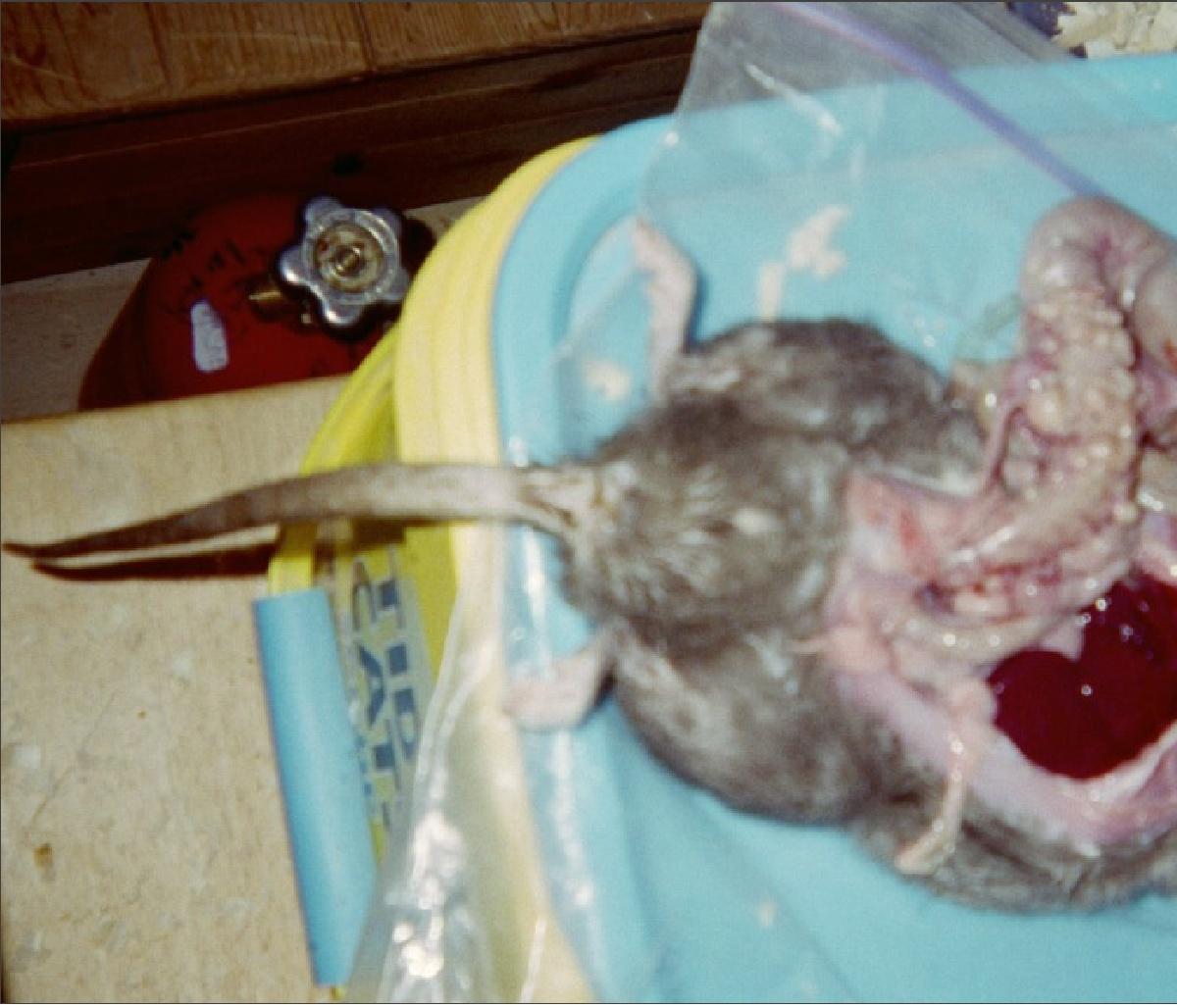 Rat necropsy