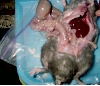 Rat necropsy