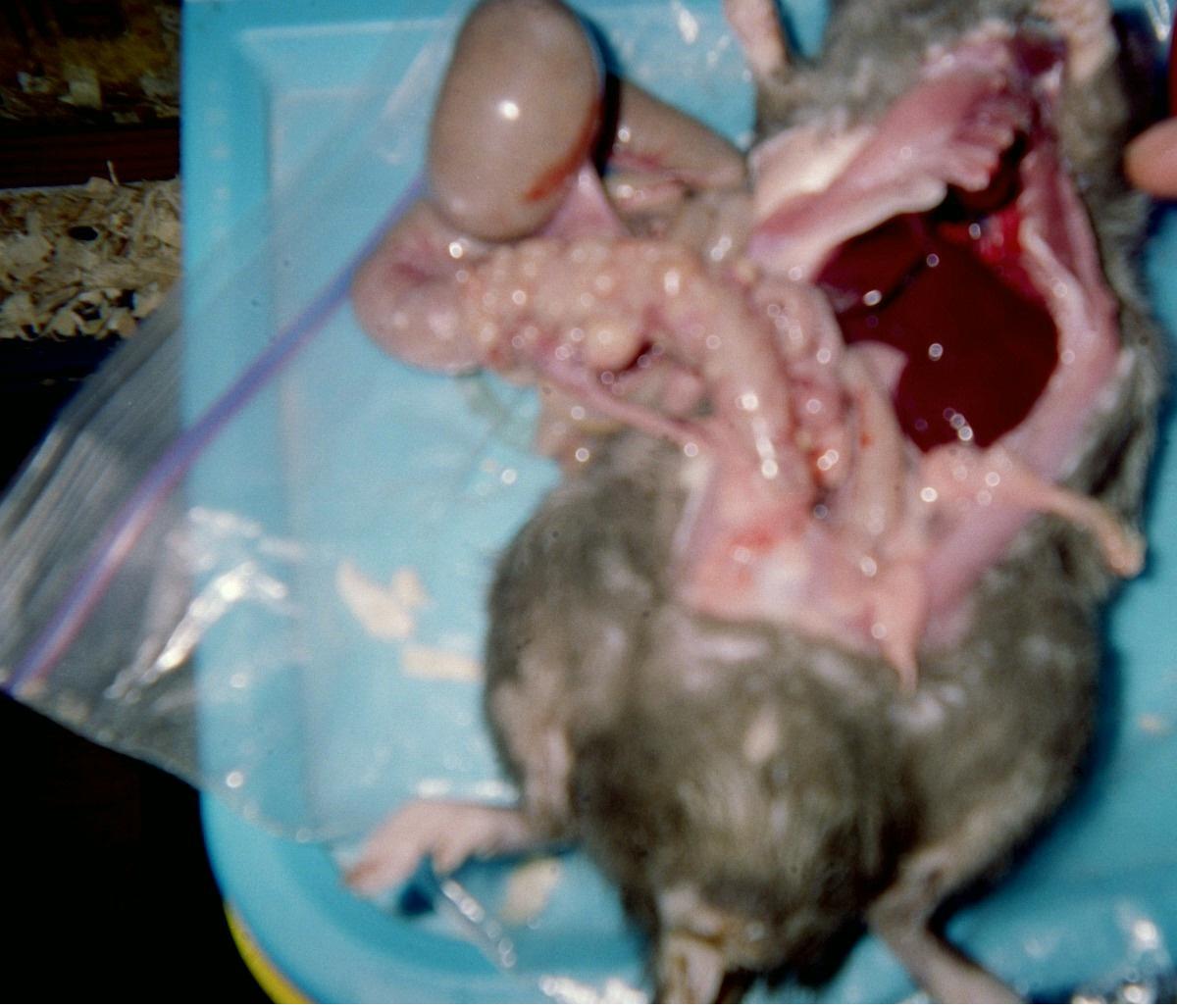 Rat necropsy