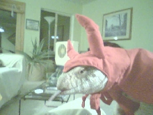 Pombe as a Devil