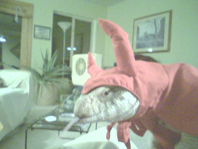 Pombe as a Devil