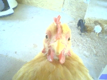My Hen Victoria, She Has 2 Different Color Eyes