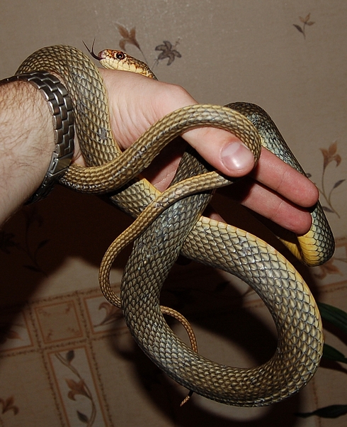 Coluber Caspius
