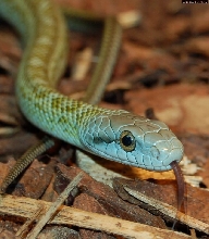 Elaphe Climacophora