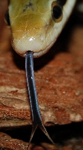 Elaphe taeniura