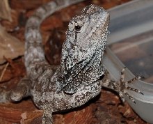 Frilled Lizard (-1)