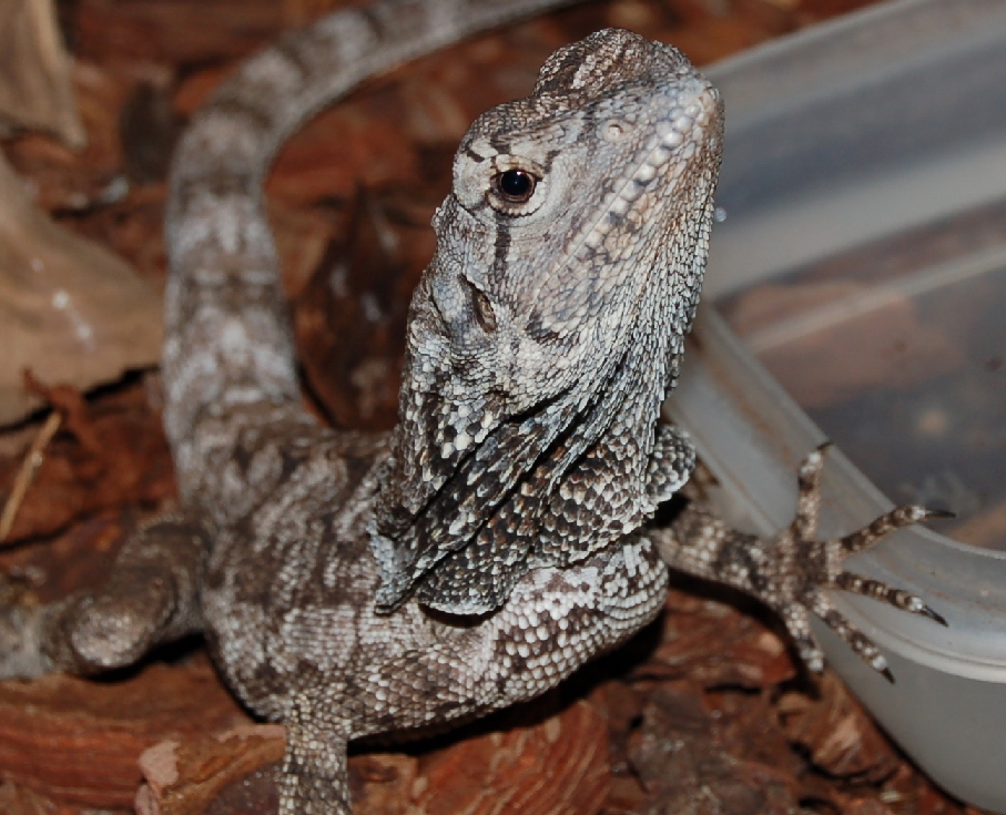 Frilled Lizard (-1)