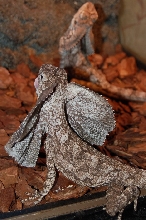 Frilled Lizard (-2)