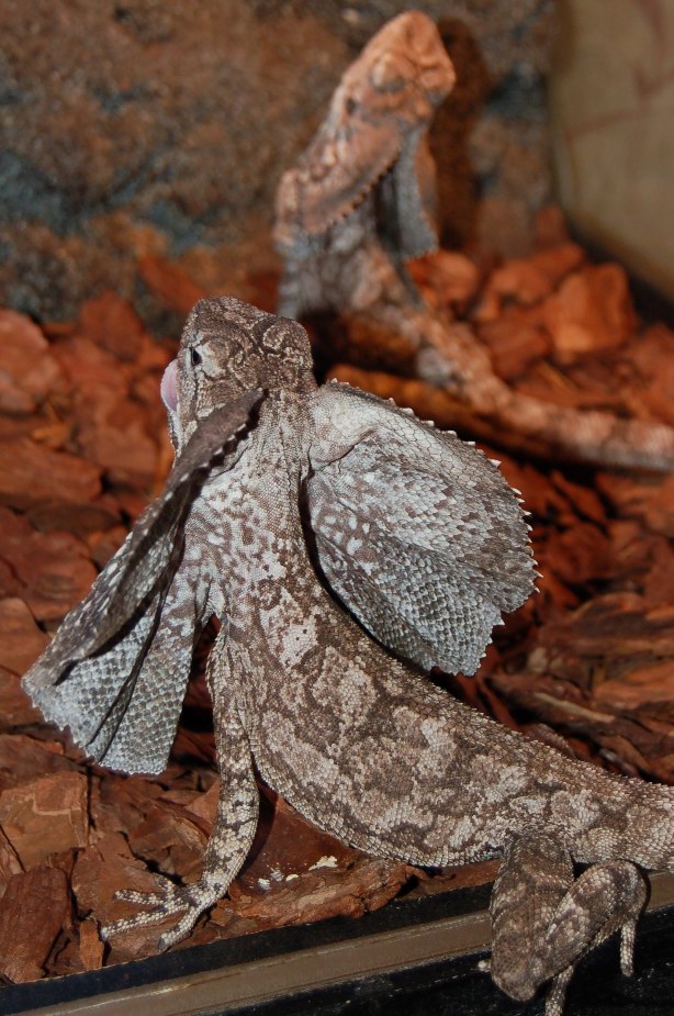 Frilled Lizard (-2)